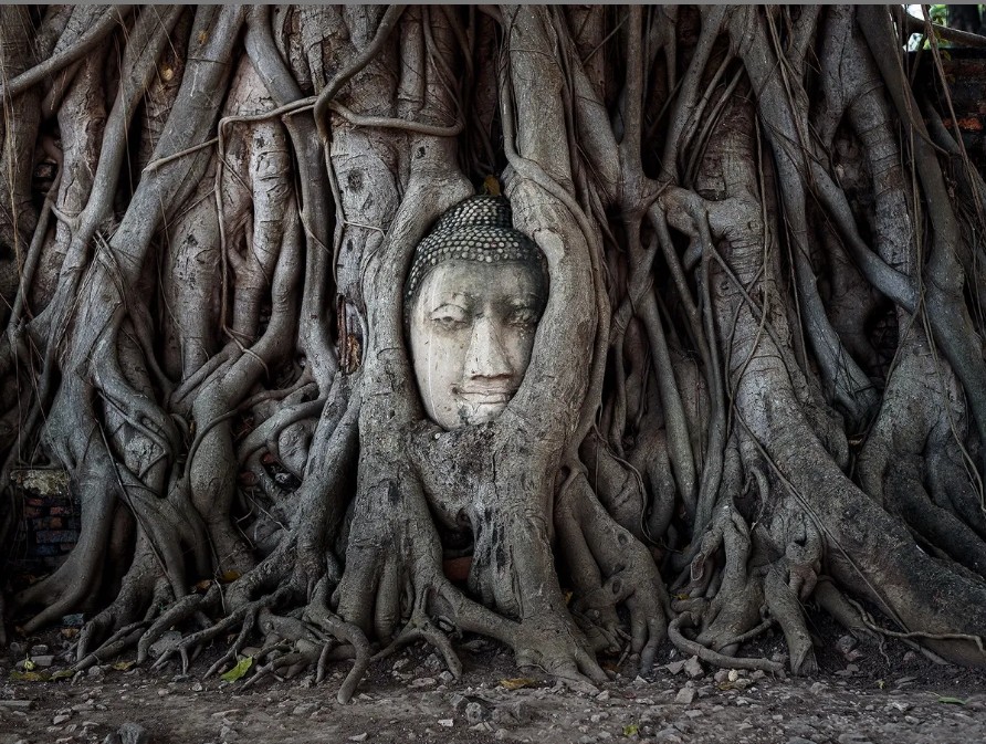 Stone Buddha head entwined in tree roots at Wat Mahathat