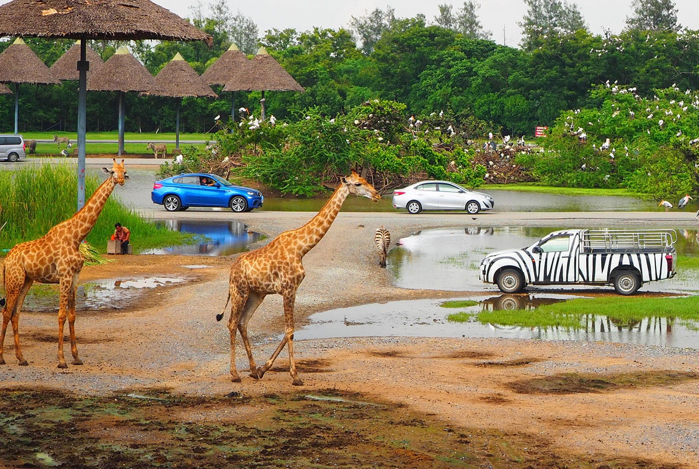 Giraffes at Safari World Bangkok